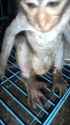 Gollum in cage(leg wounded)_thumb.jpg
