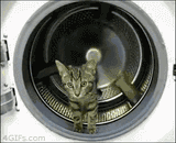 dryer cat 2