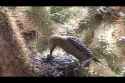 woodpecker eats live chick brain_thumb.jpg
