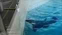 Psychopathic Killer Whale Murders Bird (no audio)_thumb.jpg
