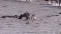 Got your nose! - Zebra swimming with Crocodiles (audio)_thumb.jpg