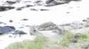 Got your nose! - Zebra swimming with Crocodiles - 02 (no audio)_thumb.jpg