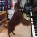 dogime_thumb.jpg