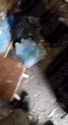 Platoon of hohol drone operators killed by troops of 137 brigade in CQC - bbzh4f (audio) (4MB)_thumb.jpg