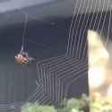 chronotrigger orb weaver_thumb.jpg