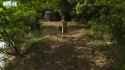 jav forest 1_thumb.jpg