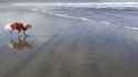 First time at the beach_thumb.jpg