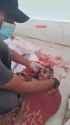Palestinian children murdered by evil Israeli Jews - NSFW Gore Rekt (no audio) (2MB)_thumb.jpg