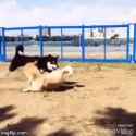 Dog fight like a pro_thumb.jpg