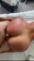 HiddenWiltedSiamesecat_1_thumb.jpg
