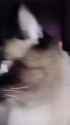 Catitude_thumb.jpg