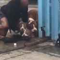 pitbabies protect against vicious wolf hound_thumb.jpg