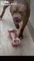 happy pibble_thumb.jpg