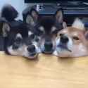 Puppers_thumb.jpg