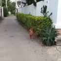 doggo fence_thumb.jpg