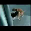 doggy style_thumb.jpg