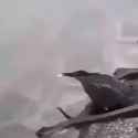 bird fishing_thumb.jpg