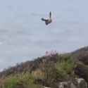 bird hunting_thumb.jpg