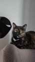 I am Batcat_thumb.jpg