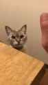 high5_thumb.jpg
