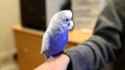 R2D2 Birb_thumb.jpg