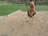 dog swing