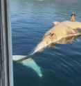 whale dance_thumb.jpg