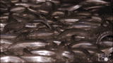DL411-Grunion-run-500