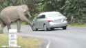elephants gone wild_thumb.jpg