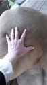 squeeze the kitty_thumb.jpg