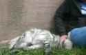 Stripey+hyenas+are+very+cuddly+trigger+medium+stats+mentionlist+yeenposting_cc916d_9022334_thumb.jpg