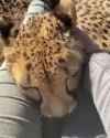 Cheetah purring_thumb.jpg