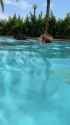 swimming cat_thumb.jpg