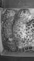 snow leopards_thumb.jpg