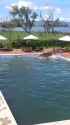 Hippo in a pool_thumb.jpg
