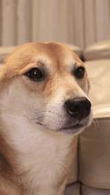doge nod