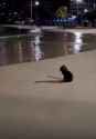 surf kitty_thumb.jpg