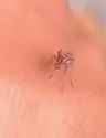 mosquito_thumb.jpg