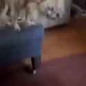 171717117pup_thumb.jpg