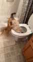 cat water filter_thumb.jpg