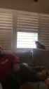 cat blinds_thumb.jpg