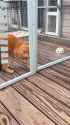 escaping the catio_thumb.jpg
