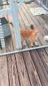 escaping the catio pt2_thumb.jpg