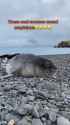 Seals (S)_thumb.jpg