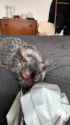 wolf cat 2_thumb.jpg