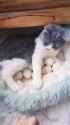 this cats family_thumb.jpg