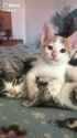 #kitten Hashtag Videos on TikTok_thumb.jpg