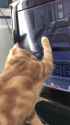 cat and mouse game_thumb.jpg