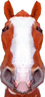 HORSE2