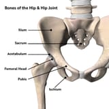 Bones-of-the-Hip